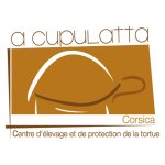 A Cupulatta