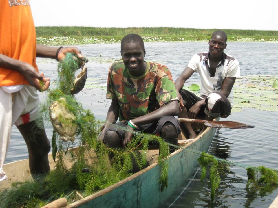 turtle bycatch in gosth nets_n