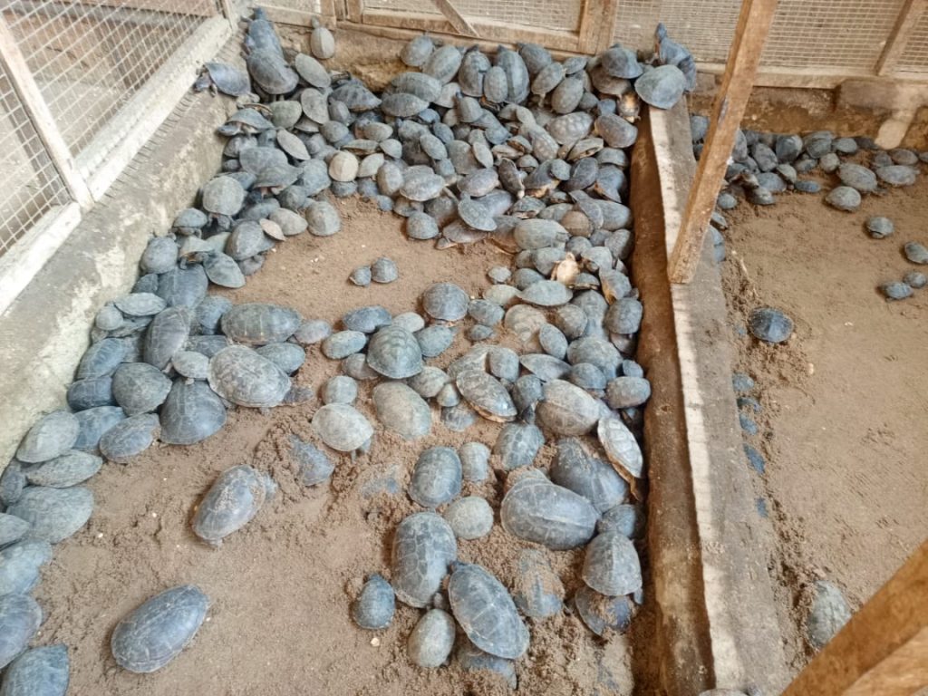 turtle confiscation for International Pet Trade 3